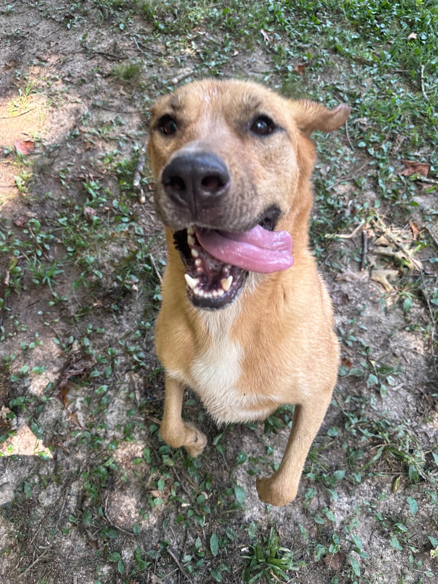 Ike, Adoptable, Adult Male Labrador Retriever.