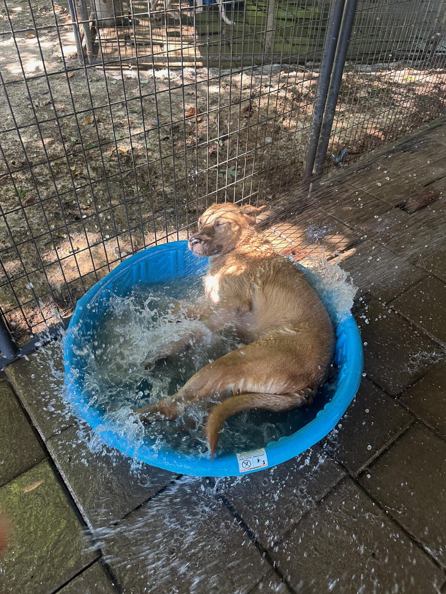 Ike, a Adoptable mixed breed in Indian Mound, TN image 4/5