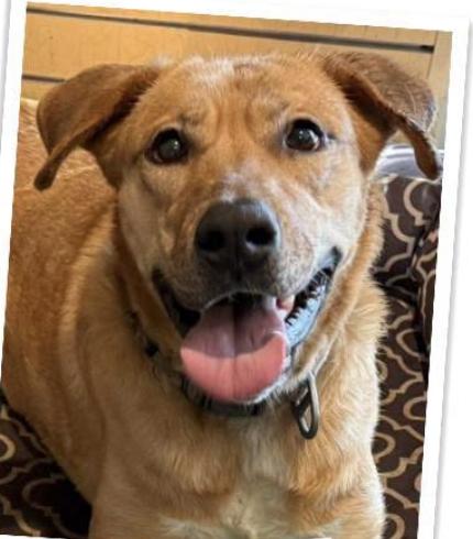 Enlarge Ike, a Adoptable mixed breed in Indian Mound, TN image 2/5