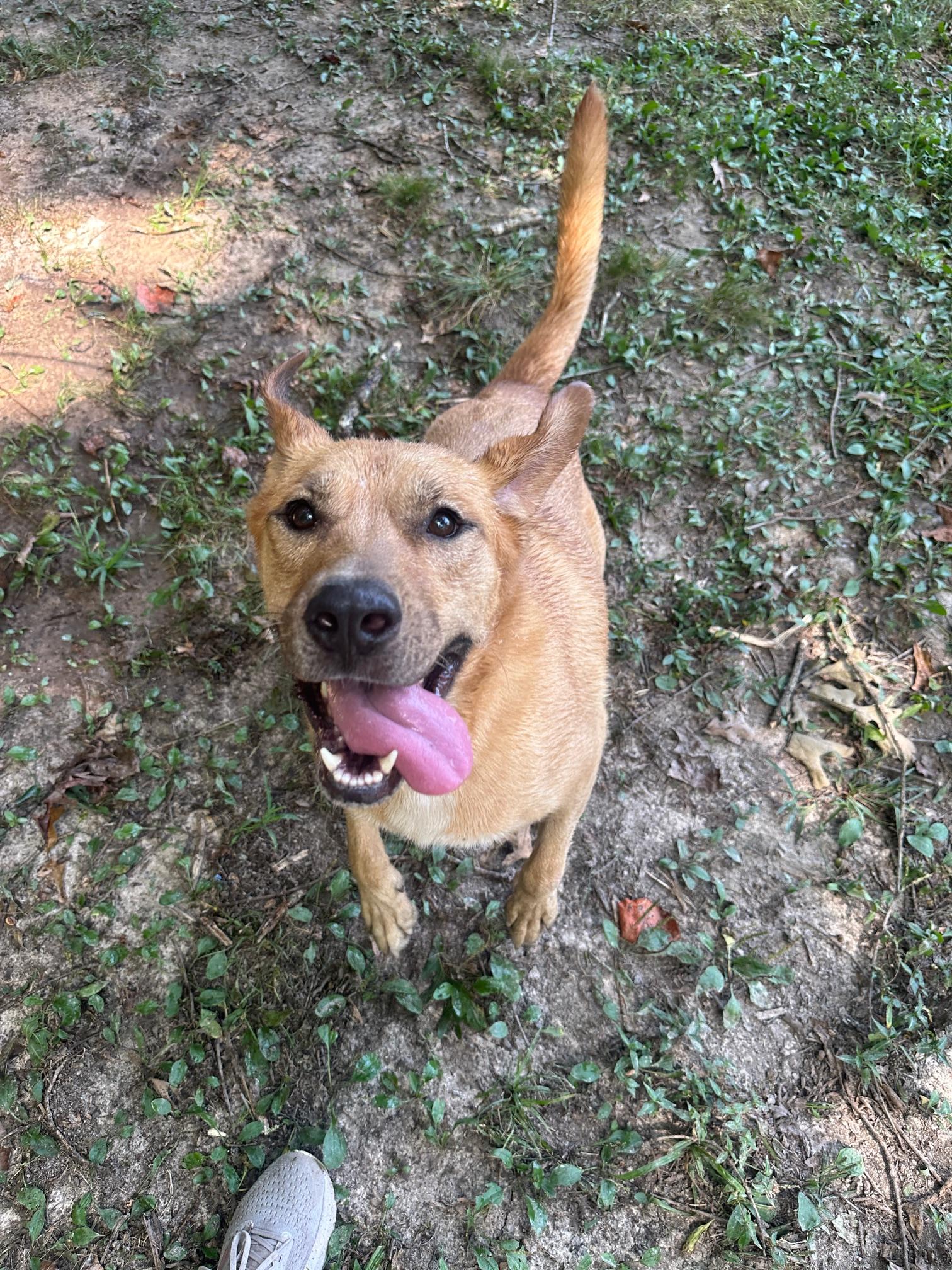 Ike, a Adoptable mixed breed in Indian Mound, TN image 1/5