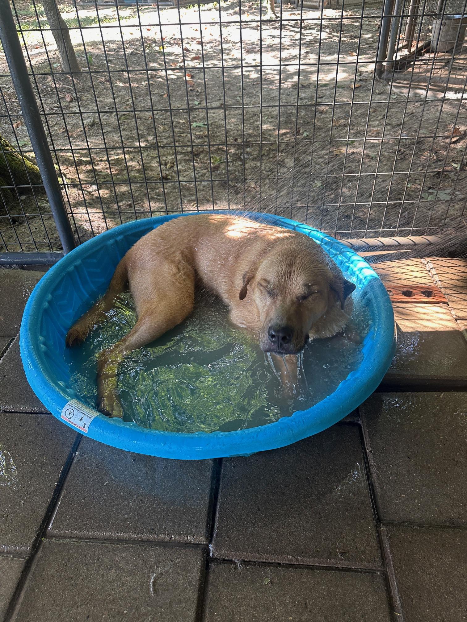 Ike, a Adoptable mixed breed in Indian Mound, TN image 2/5