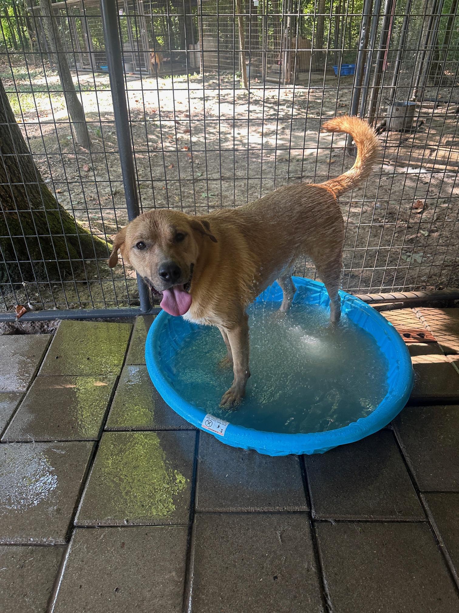 Ike, a Adoptable mixed breed in Indian Mound, TN image 5/5