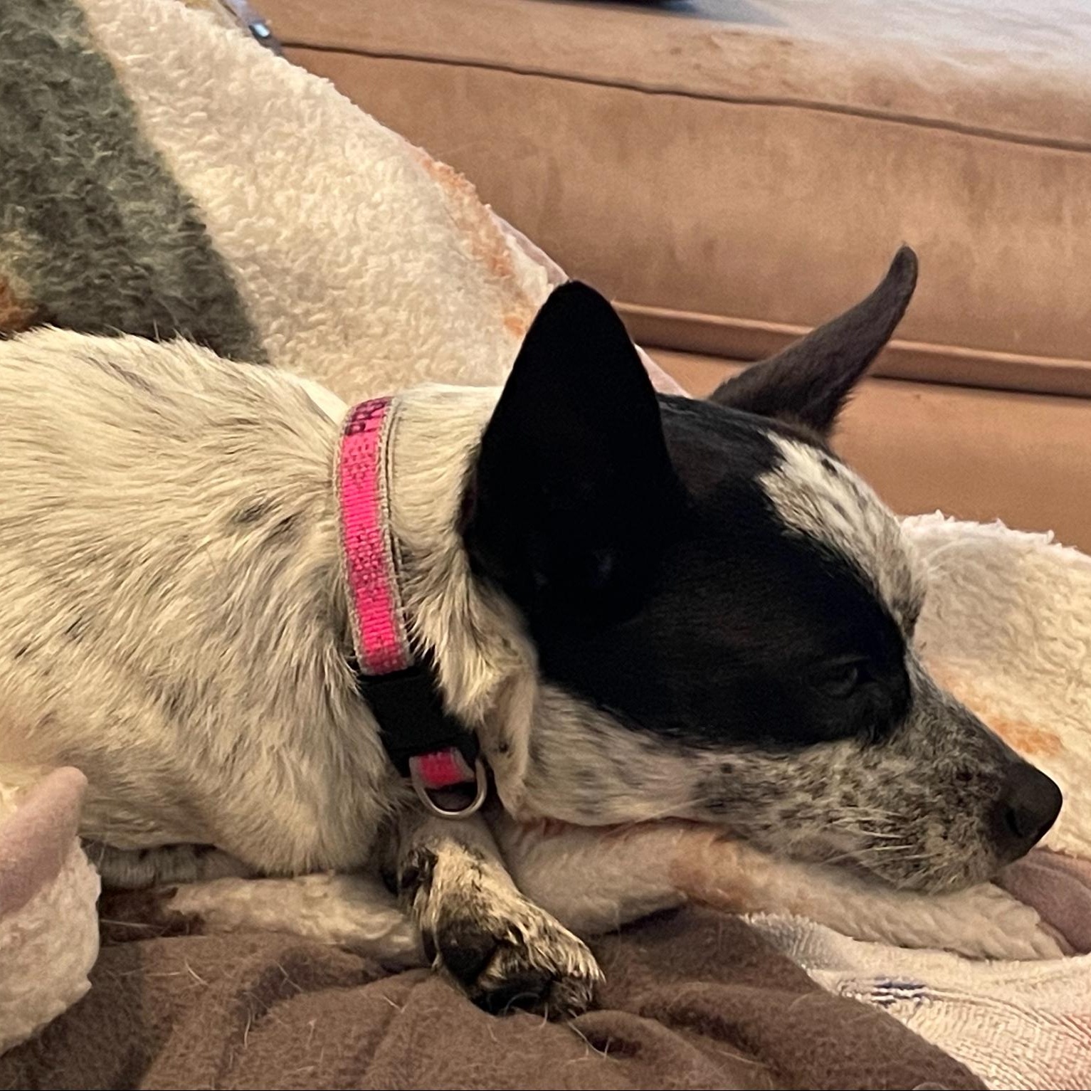 Fred - Good Hearted Boy 4