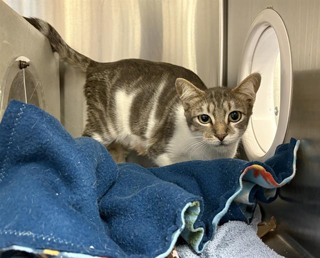 Enlarge RIHANNA, a Adoptable Domestic Short Hair in Kent, WA image 1/1