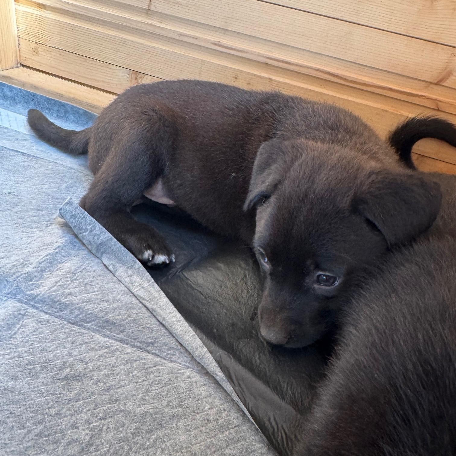 Enlarge Mike, a Adoptable Mixed Breed in Burbank, CA image 2/4