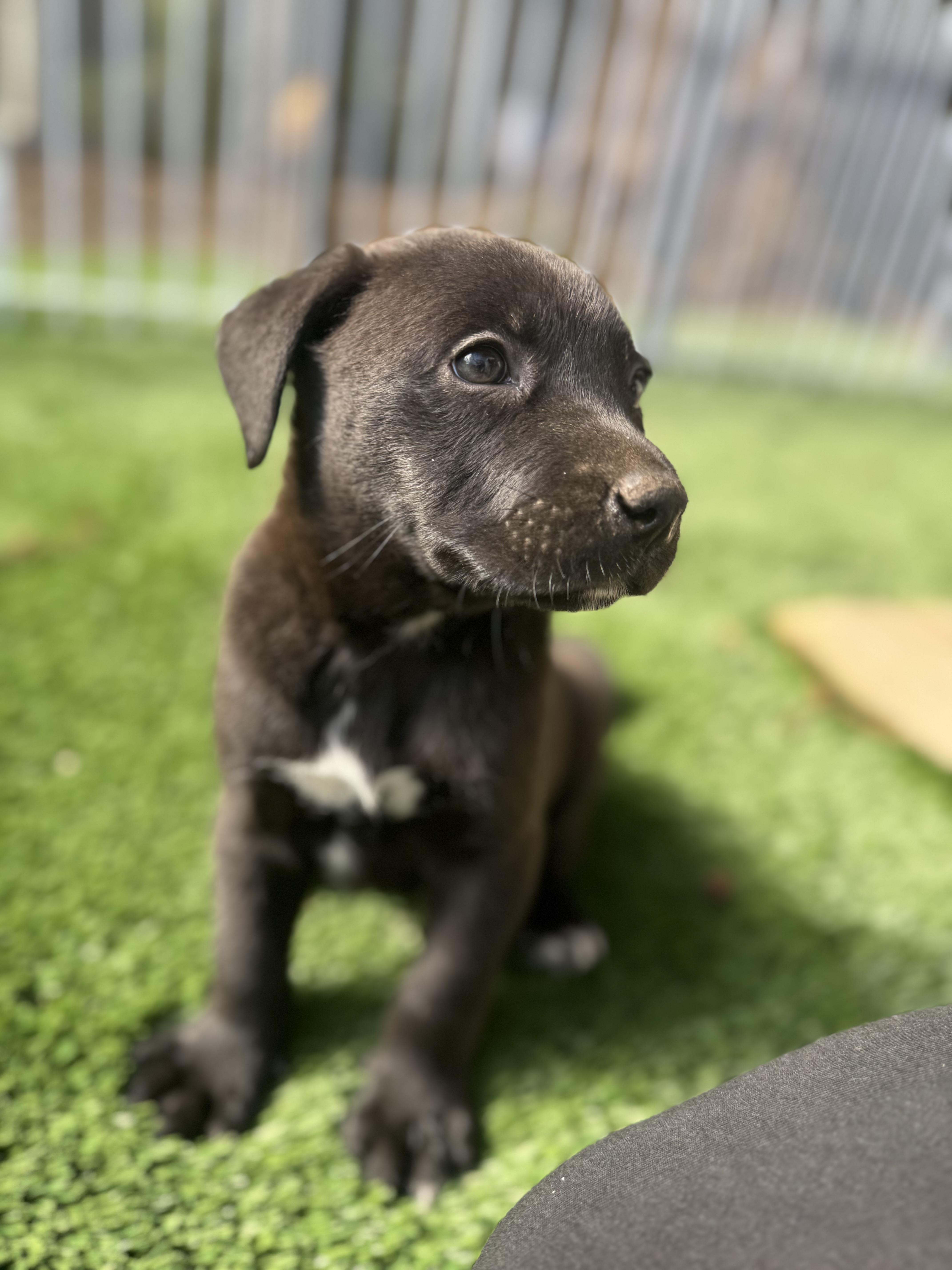 Enlarge Mike, a Adoptable Mixed Breed in Burbank, CA image 3/4