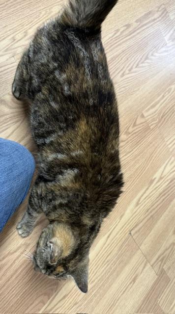 Enlarge SPRING, a ADOPTABLE Domestic Short Hair in Millerstown, PA image 2/5