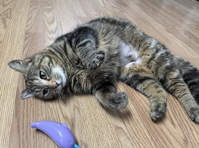 Enlarge SPRING, a ADOPTABLE Domestic Short Hair in Millerstown, PA image 4/5