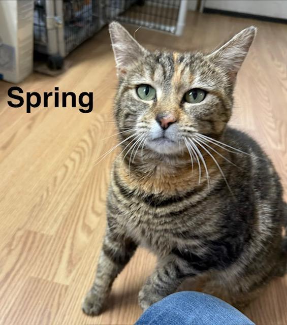 Enlarge SPRING, a ADOPTABLE Domestic Short Hair in Millerstown, PA image 1/5