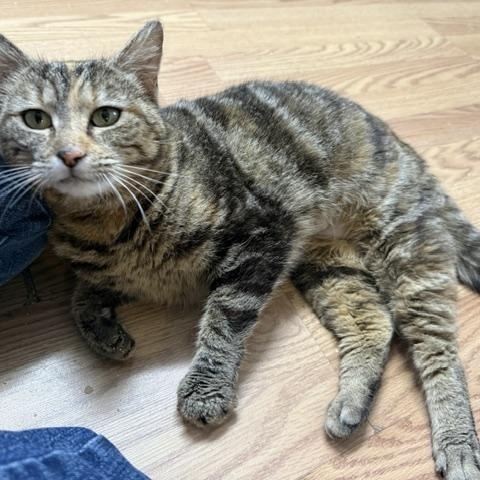 Enlarge SPRING, a ADOPTABLE Domestic Short Hair in Millerstown, PA image 3/5
