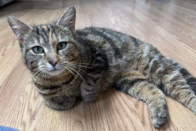 Enlarge SPRING, a ADOPTABLE Domestic Short Hair in Millerstown, PA image 5/5