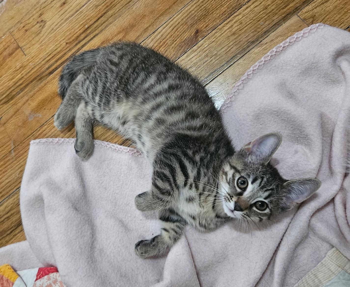 Enlarge Churu, a Adopted Tabby in Pittsburgh, PA image 3/5