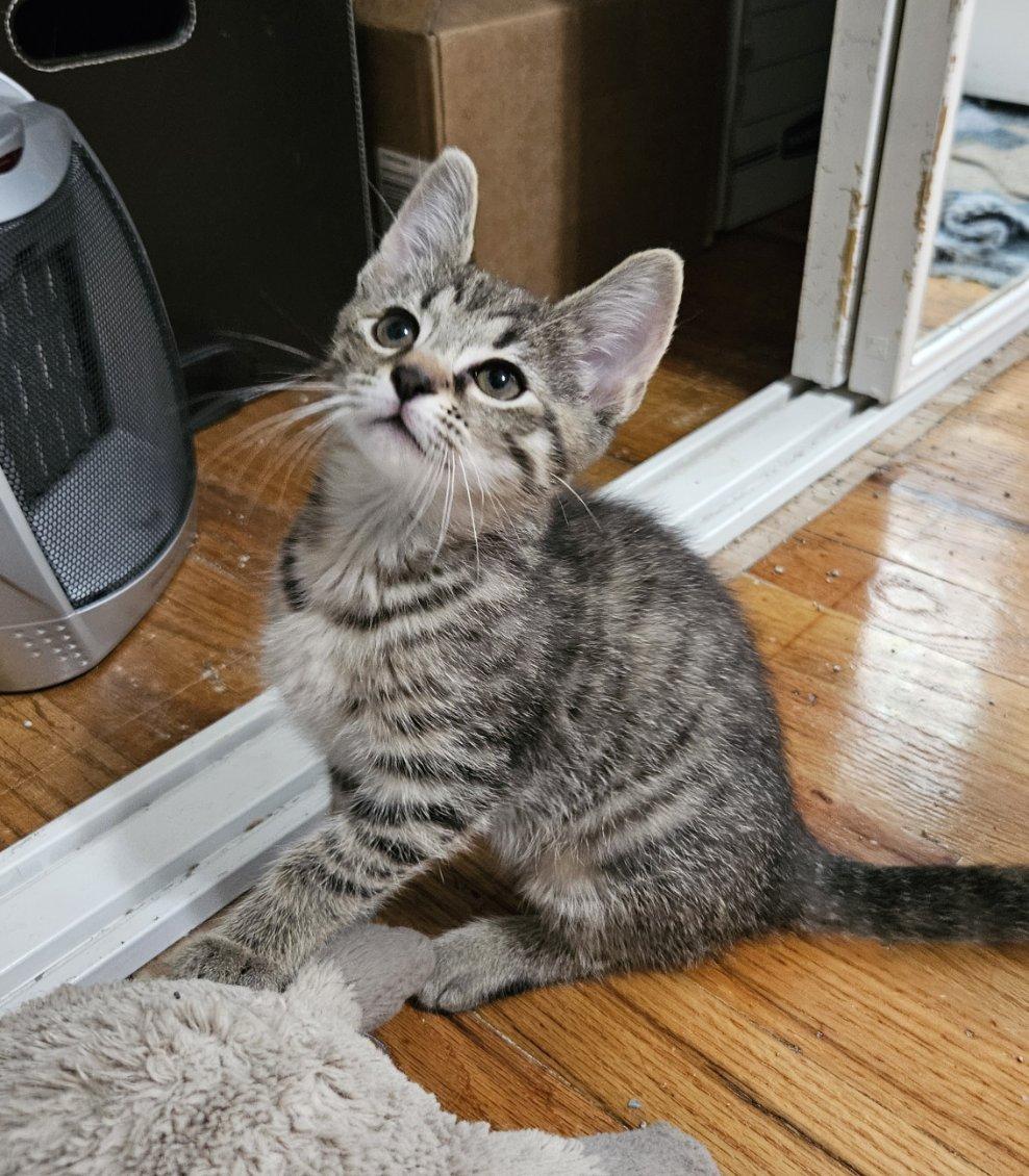 Enlarge Churu, a Adopted Tabby in Pittsburgh, PA image 4/5