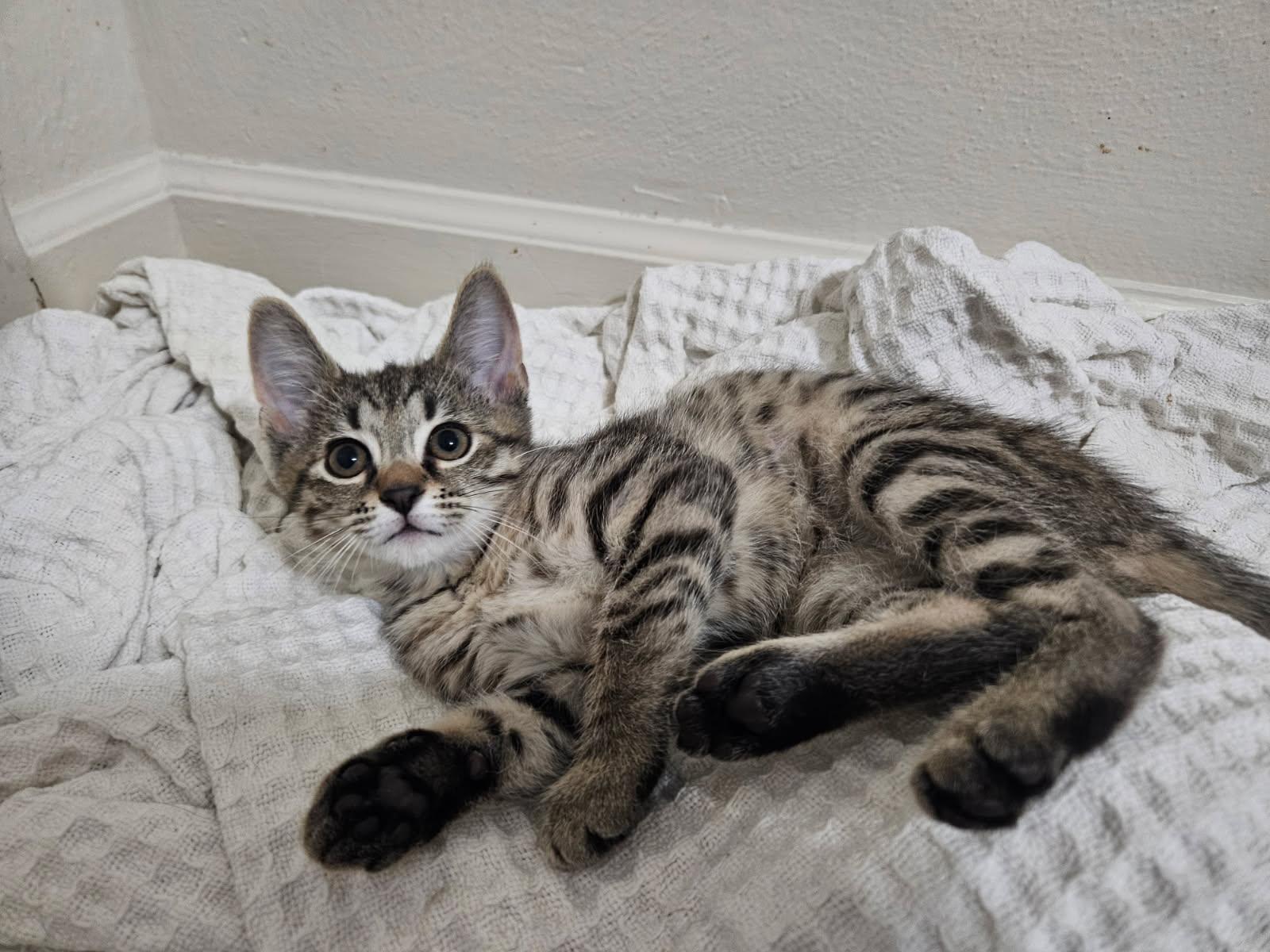 Enlarge Churu, a Adopted Tabby in Pittsburgh, PA image 2/5
