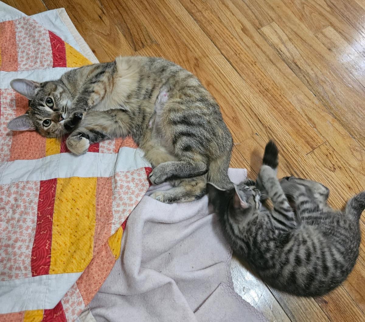 Enlarge Churu, a Adopted Tabby in Pittsburgh, PA image 5/5