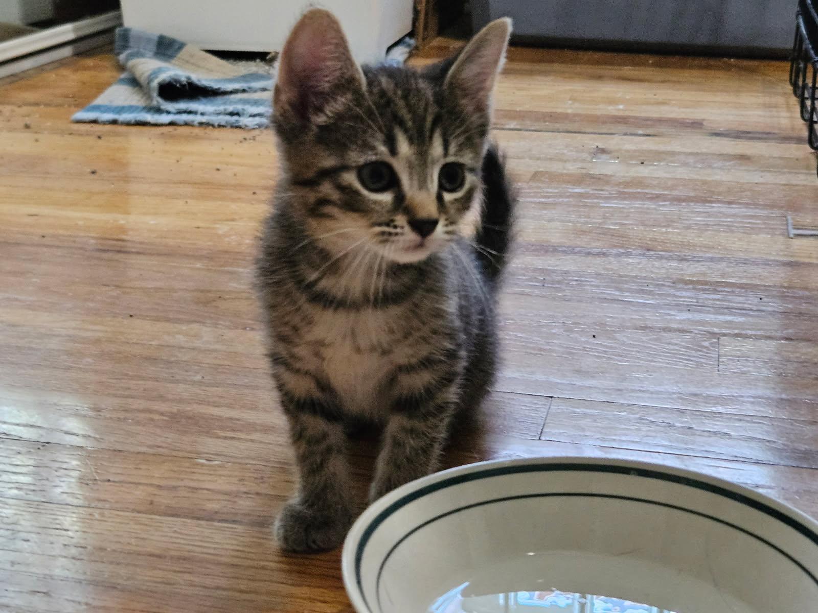 Enlarge Churu, a Adopted Tabby in Pittsburgh, PA image 1/5