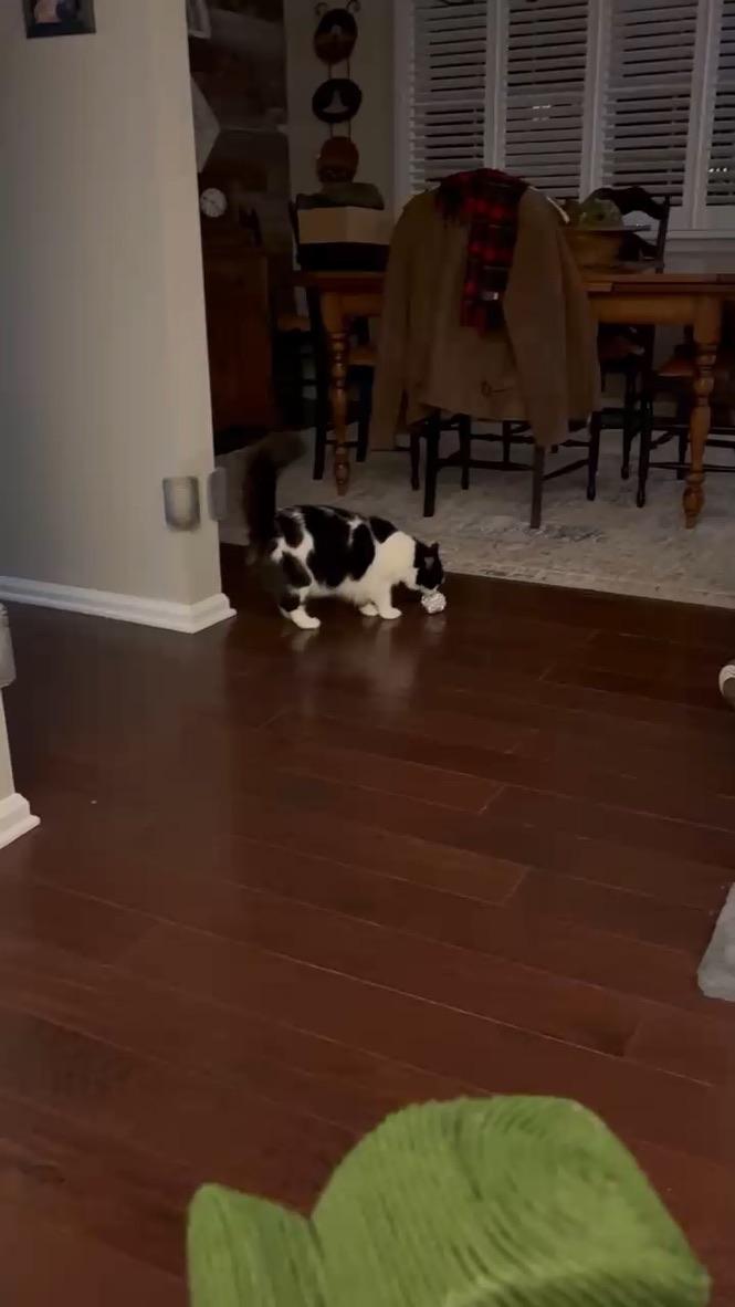 Gretel, a Adoptable mixed breed in Philadelphia, PA image 2/6