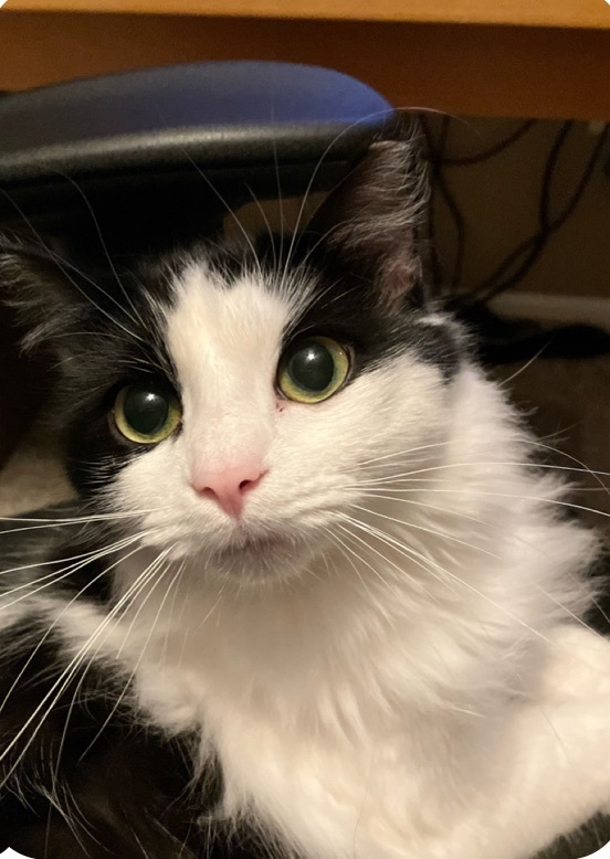 Gretel, a Adoptable mixed breed in Philadelphia, PA image 1/6