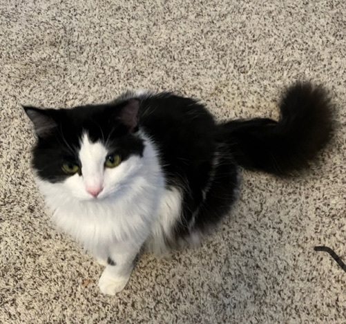 Gretel, a Adoptable mixed breed in Philadelphia, PA image 3/6