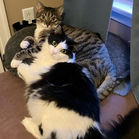 Gretel, a Adoptable mixed breed in Philadelphia, PA image 6/6