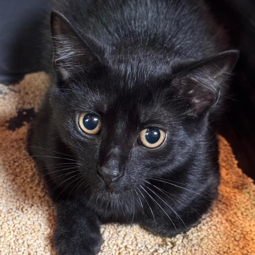 Susie, Adoptable, Kitten Female Domestic Short Hair.