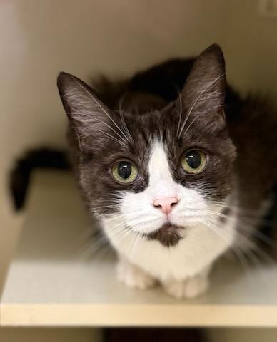 Enlarge Suede, a Adopted Domestic Short Hair in Phoenix, AZ image 1/3