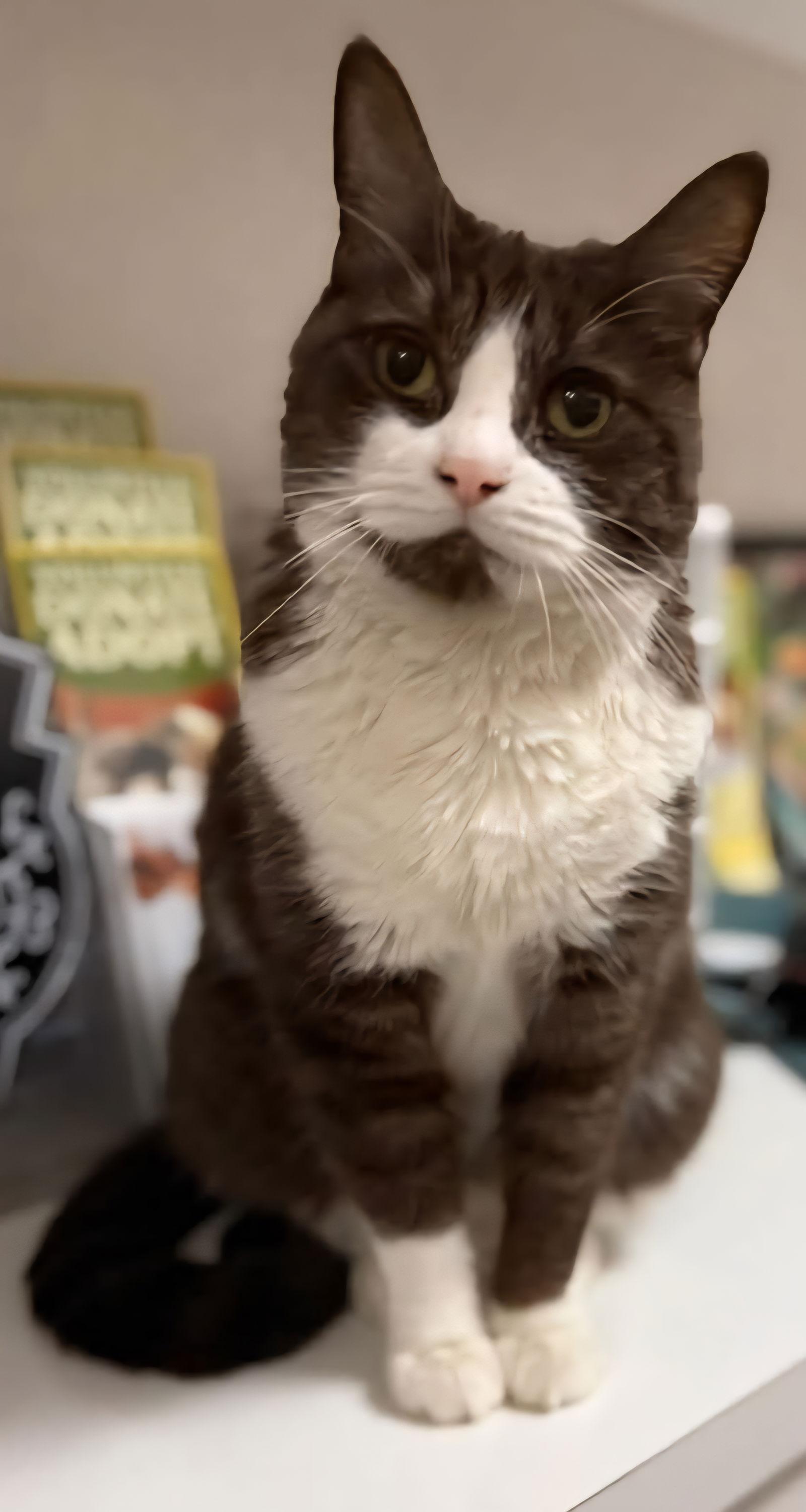 Enlarge Suede, a Adopted Domestic Short Hair in Phoenix, AZ image 2/3