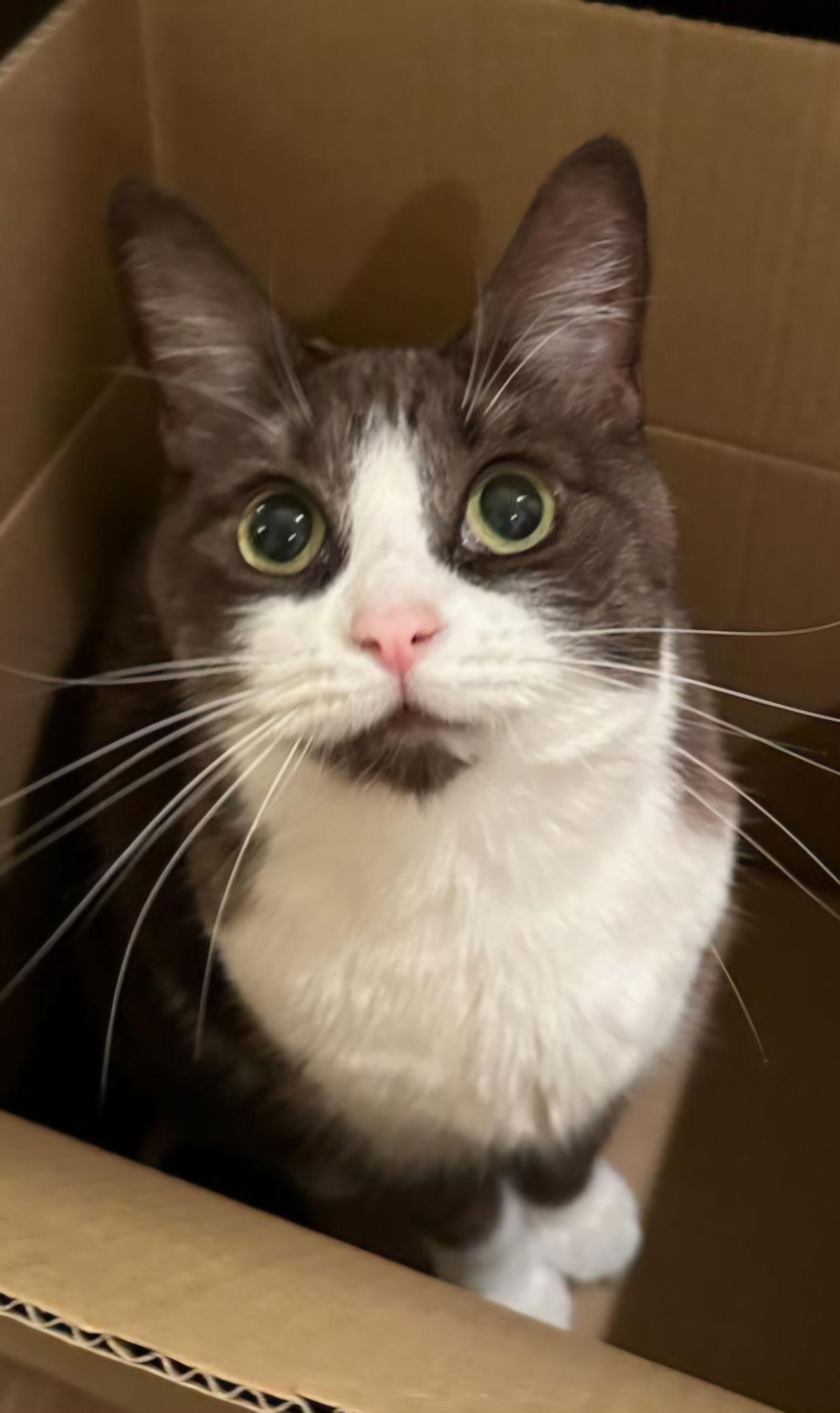 Enlarge Suede, a Adopted Domestic Short Hair in Phoenix, AZ image 3/3