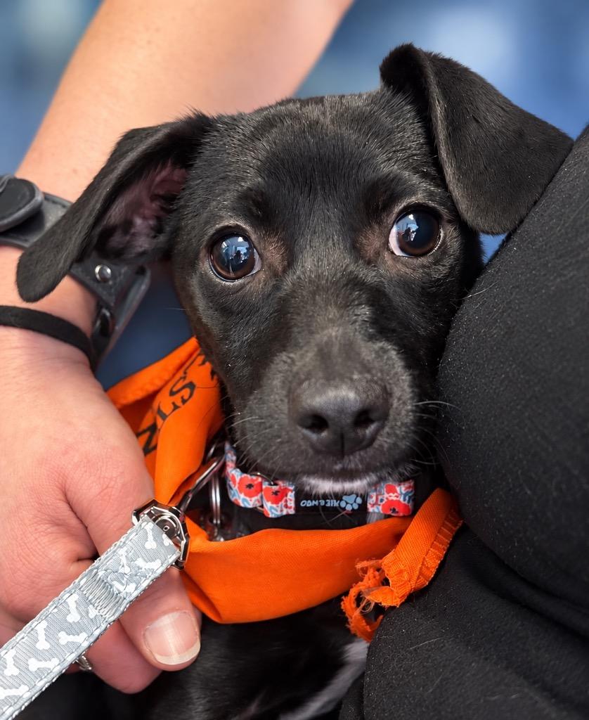Enlarge Applesauce, a Adoptable mixed breed in Reno, NV image 1/1