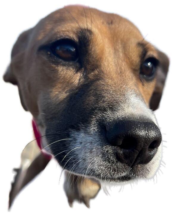 Hermione, a ADOPTABLE mixed breed in Clarksburg, MO image 2/2