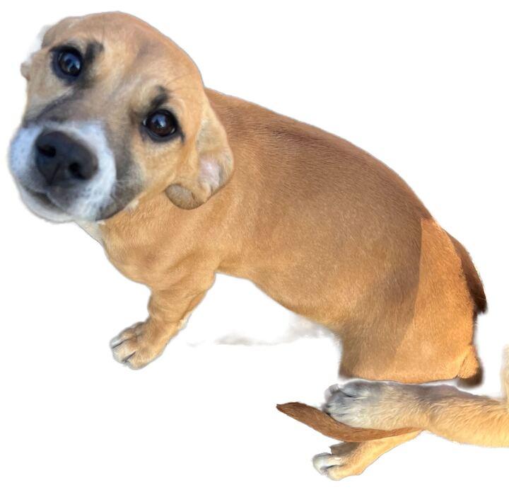 Hermione, ADOPTABLE, Young Female Chihuahua & Pit Bull Terrier.