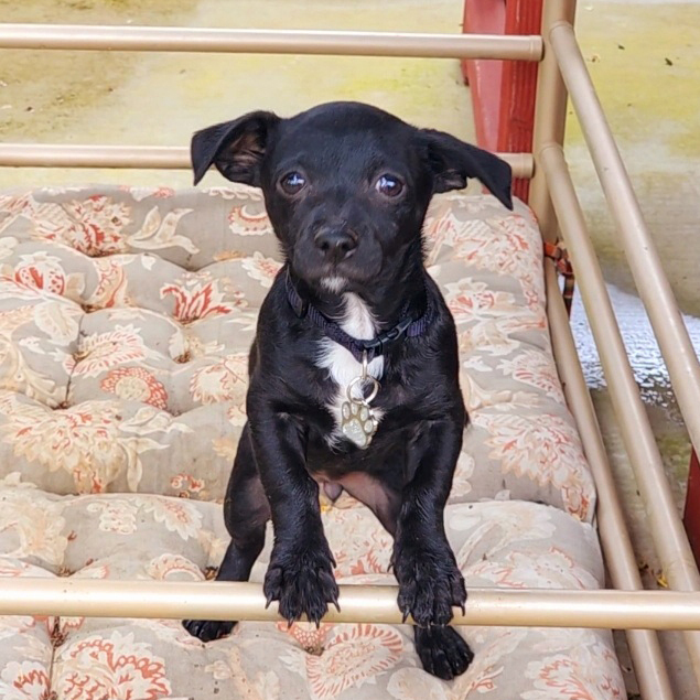 True, Adopted, Puppy Female Chihuahua & Terrier.