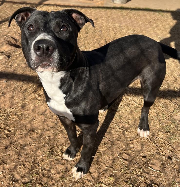 Enlarge Neveah, an adopted mixed breed in Granbury, TX image 1/2