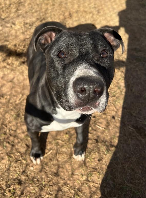 Enlarge Neveah, an adopted mixed breed in Granbury, TX image 2/2