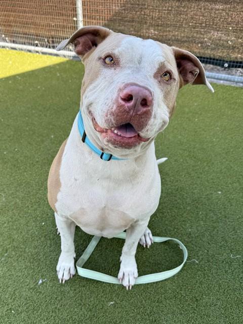 Enlarge DUKE, a Adoptable Staffordshire Bull Terrier in Naples, FL image 1/1