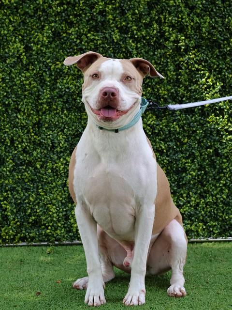Enlarge DUKE, a Adoptable Staffordshire Bull Terrier in Naples, FL image 1/1