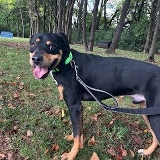 Enlarge Murphy, an adopted mixed breed in Springfield, MO image 1/2