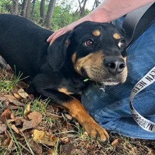 Enlarge Murphy, an adopted mixed breed in Springfield, MO image 2/2