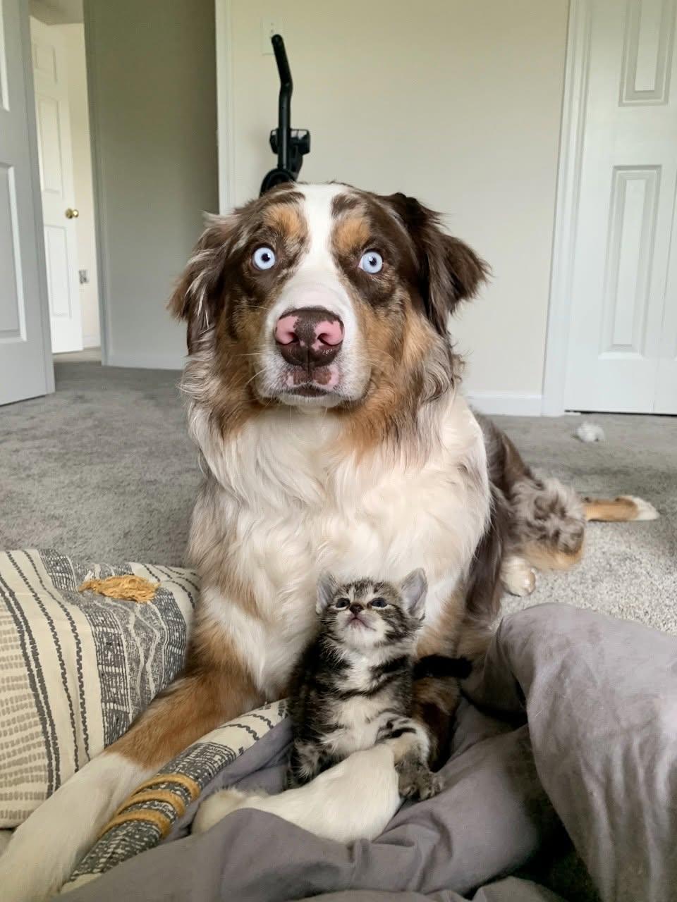 Enlarge Kayzo, a ADOPTABLE Australian Shepherd in Alexandria, VA image 2/2