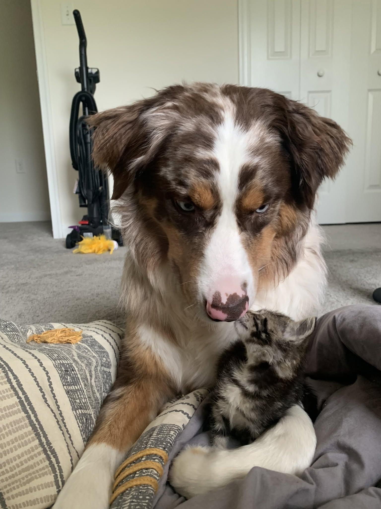 Kayzo, ADOPTABLE, Adult Male Australian Shepherd.