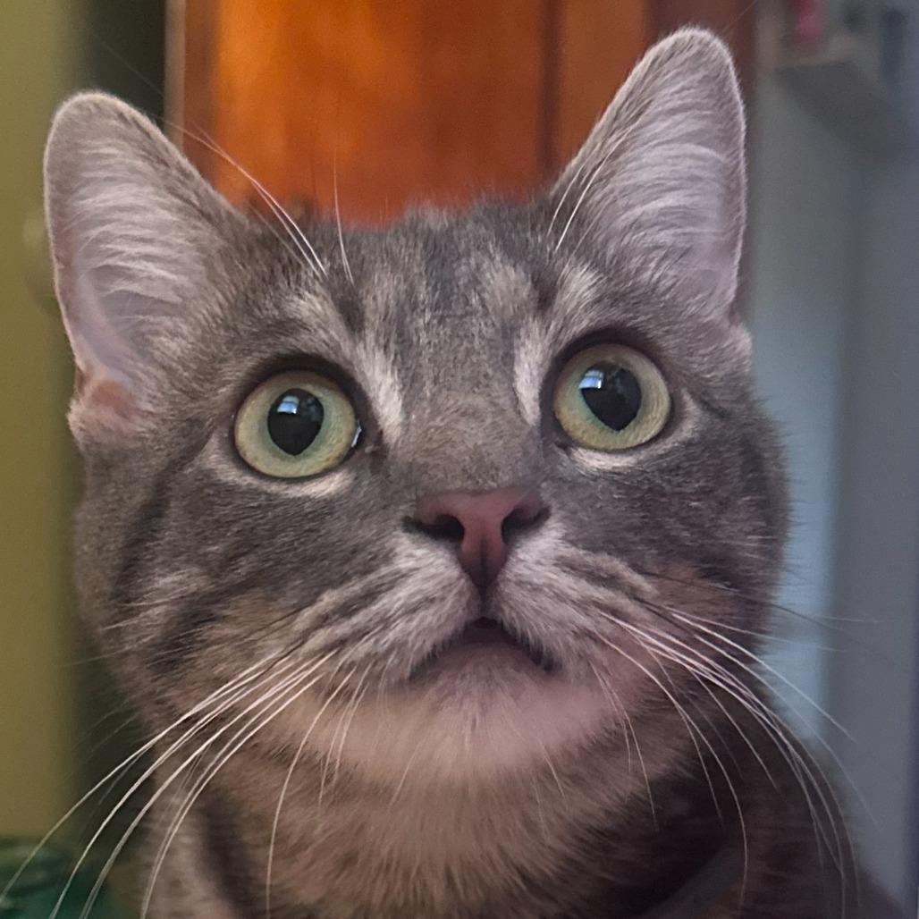 Enlarge Stormi, a Adoptable Domestic Short Hair in Washington Township, OH image 1/1