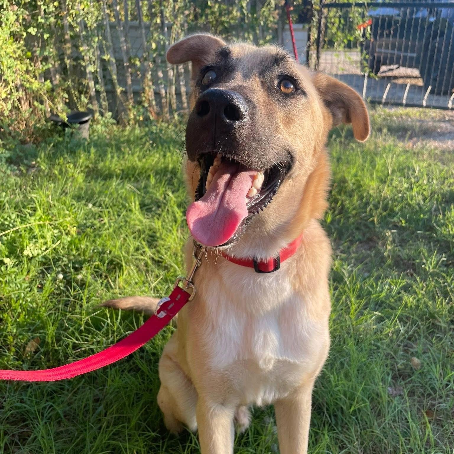 Felipe, a Adoptable mixed breed in Jay, NY image 1/4