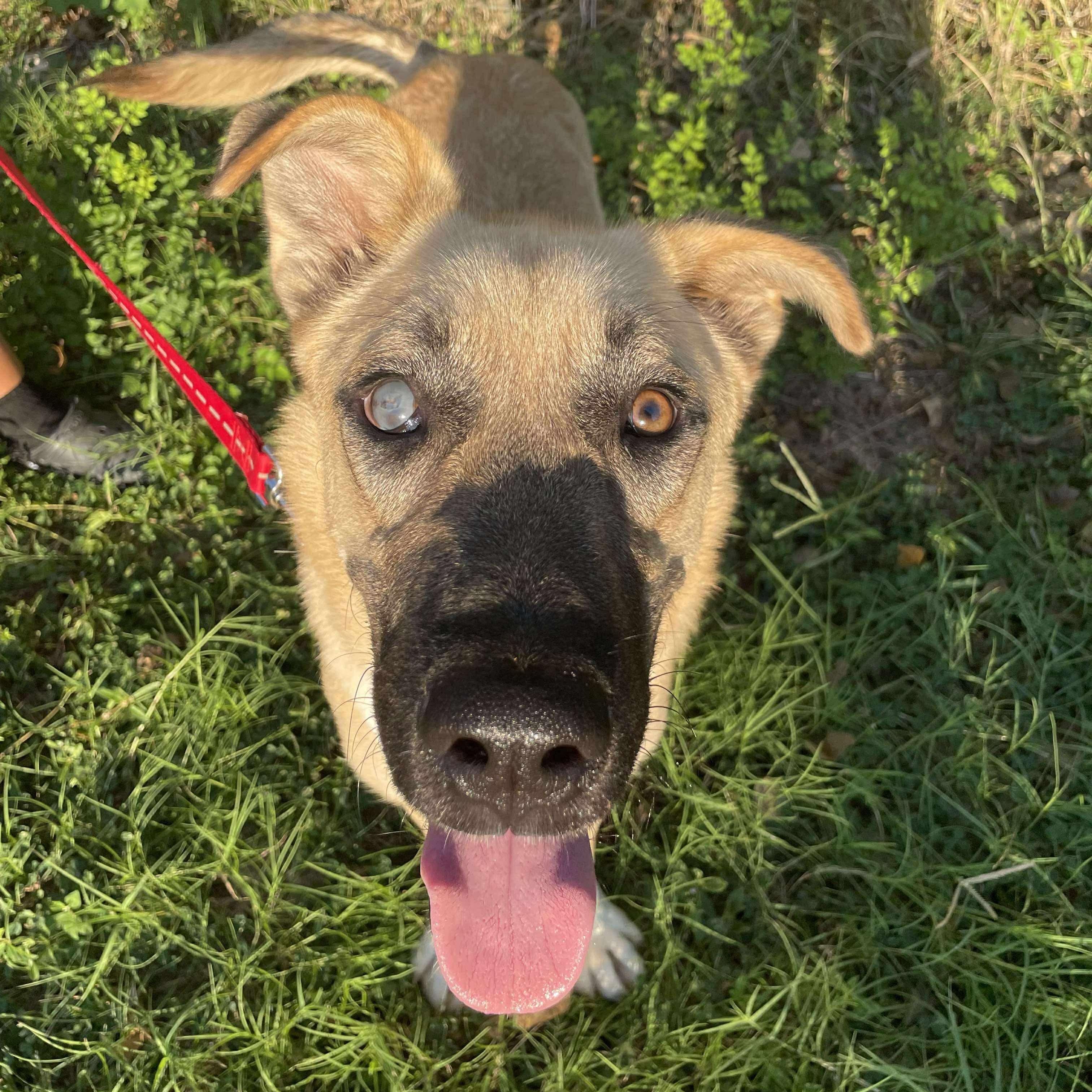 Felipe, Adoptable, Young Male Australian Shepherd.