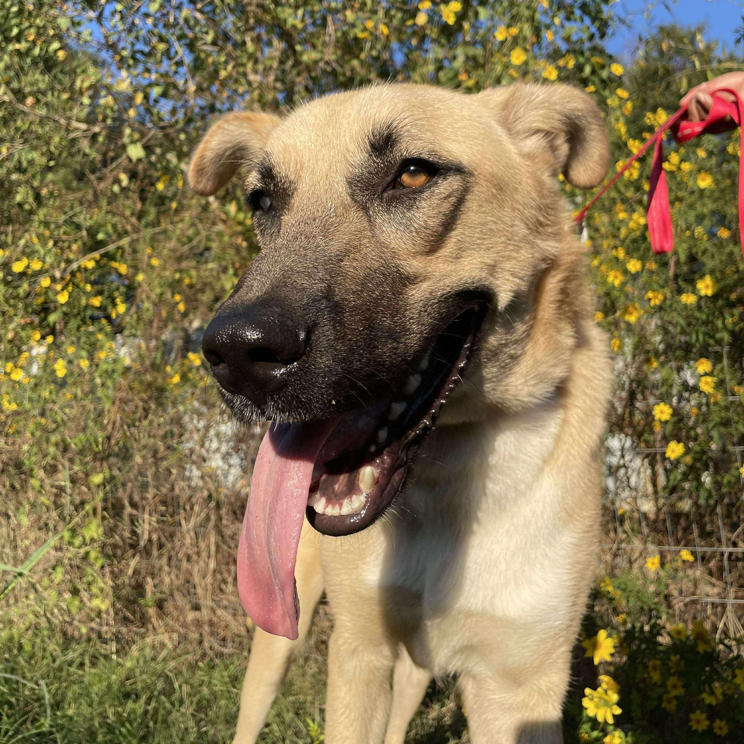 Felipe, a Adoptable mixed breed in Jay, NY image 4/4