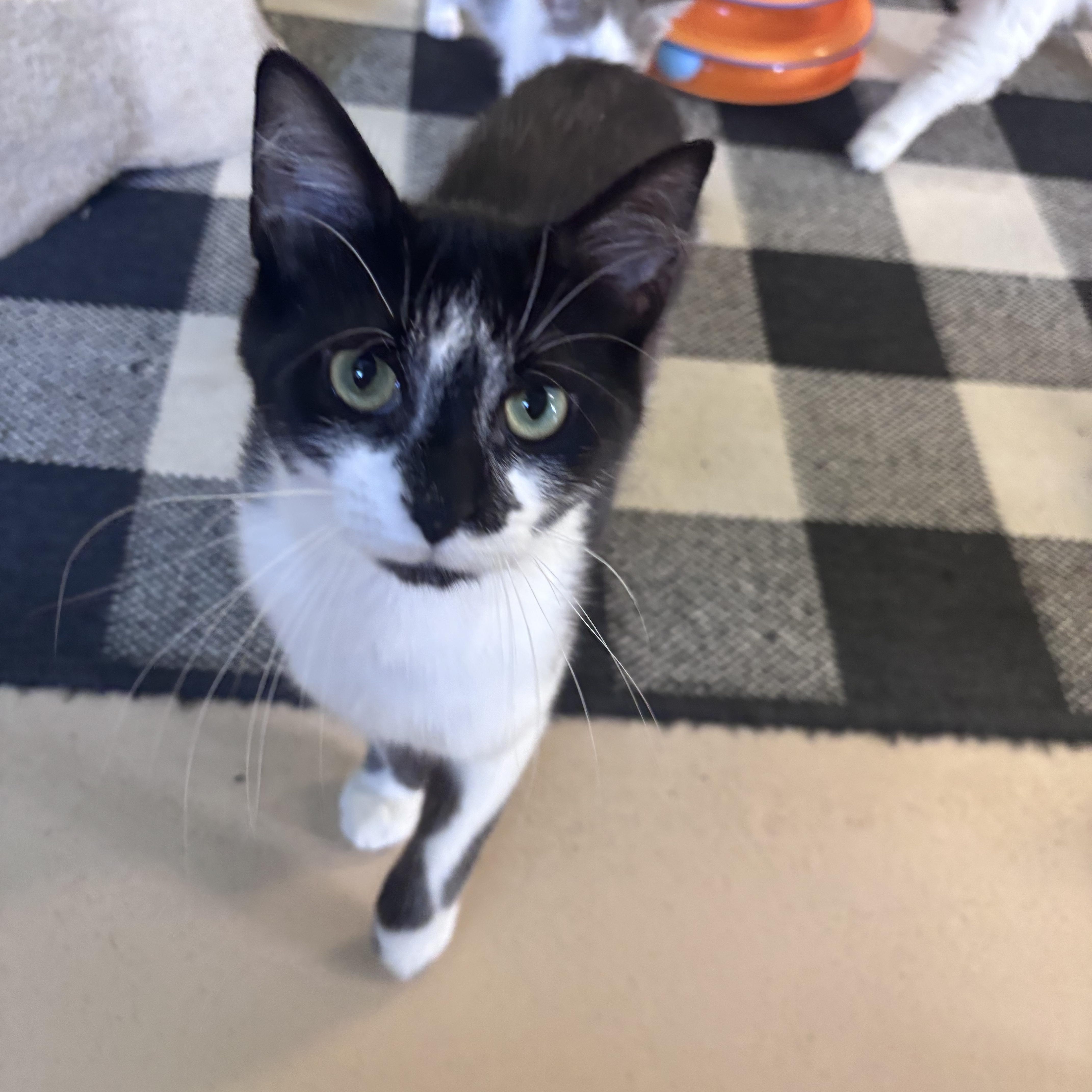 Harry, ADOPTABLE, Young Male Domestic Short Hair.