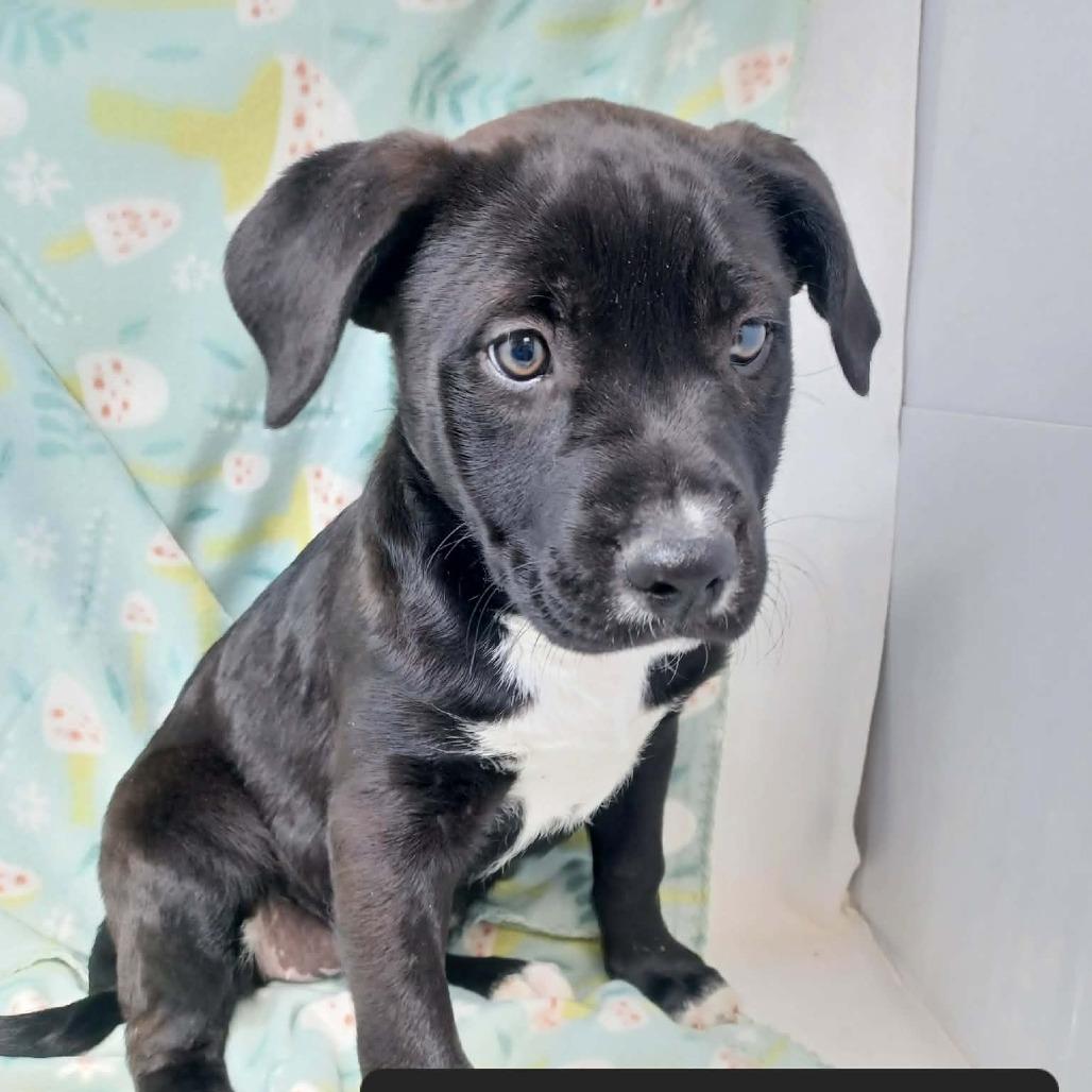 Garden, Adoptable, Puppy Female Mastiff & Labrador Retriever.