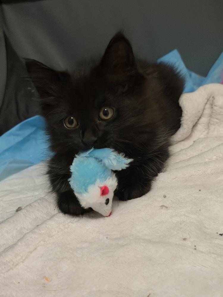 Tush Push, Adoptable, Kitten Female Domestic Short Hair.