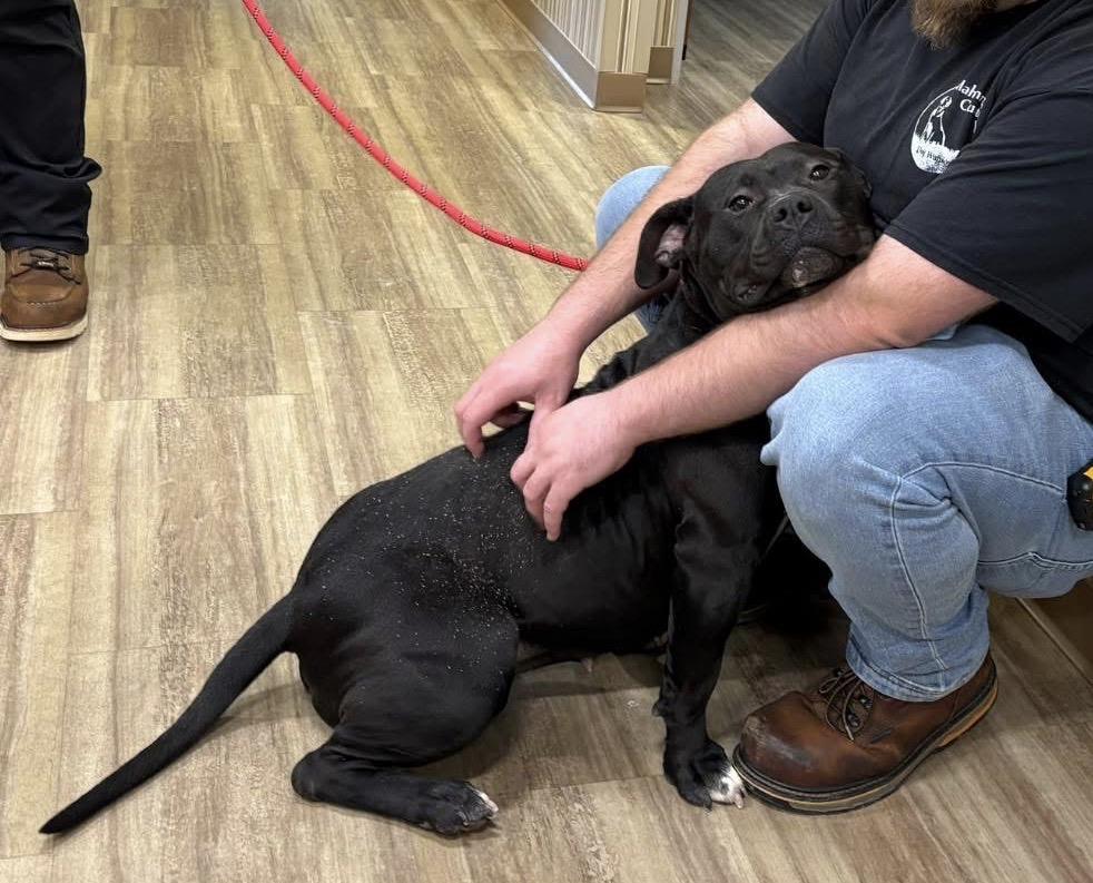 Susan, ADOPTABLE, Adult Female Pit Bull Terrier.