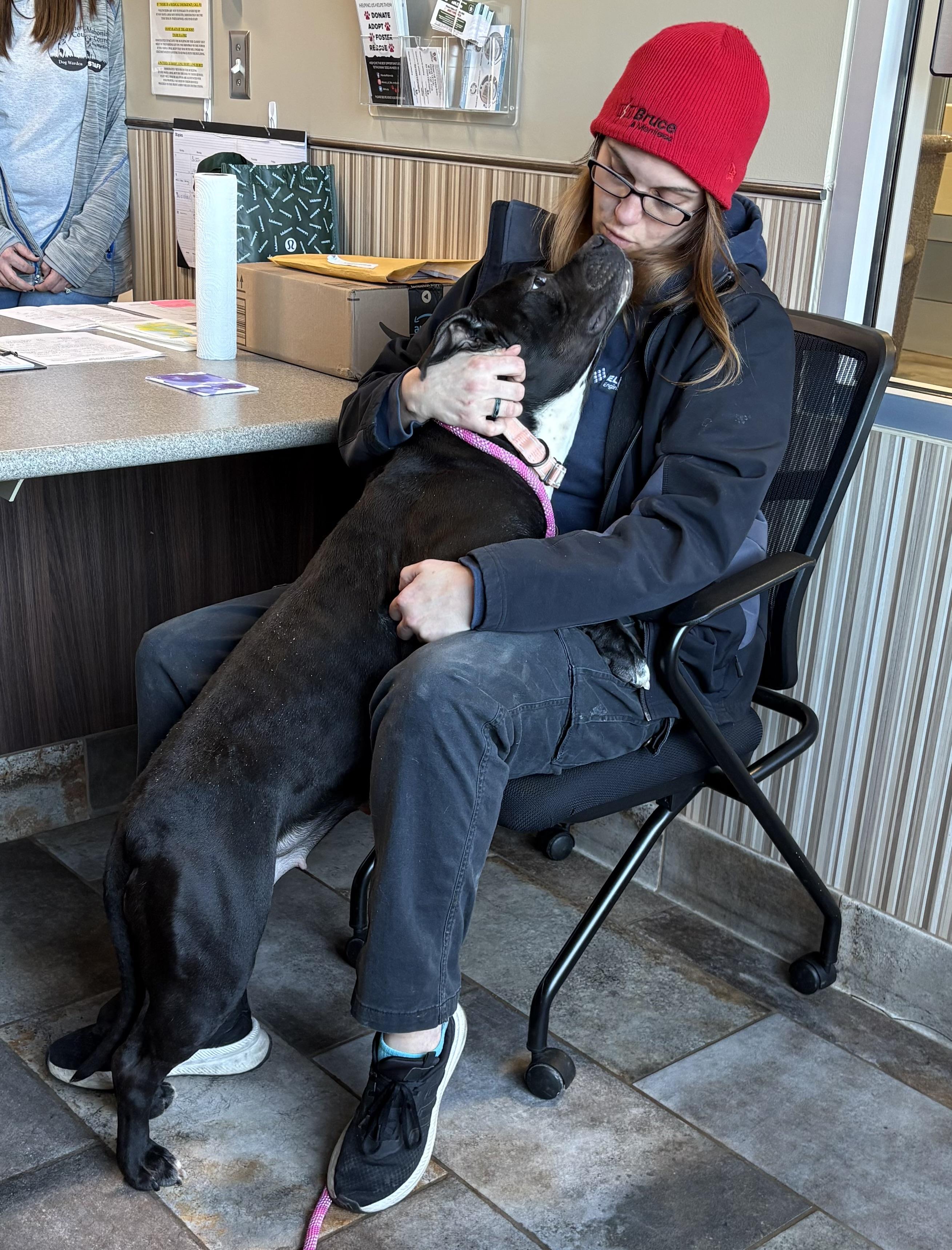 Enlarge Susan, a ADOPTABLE mixed breed in Youngstown, OH image 2/2