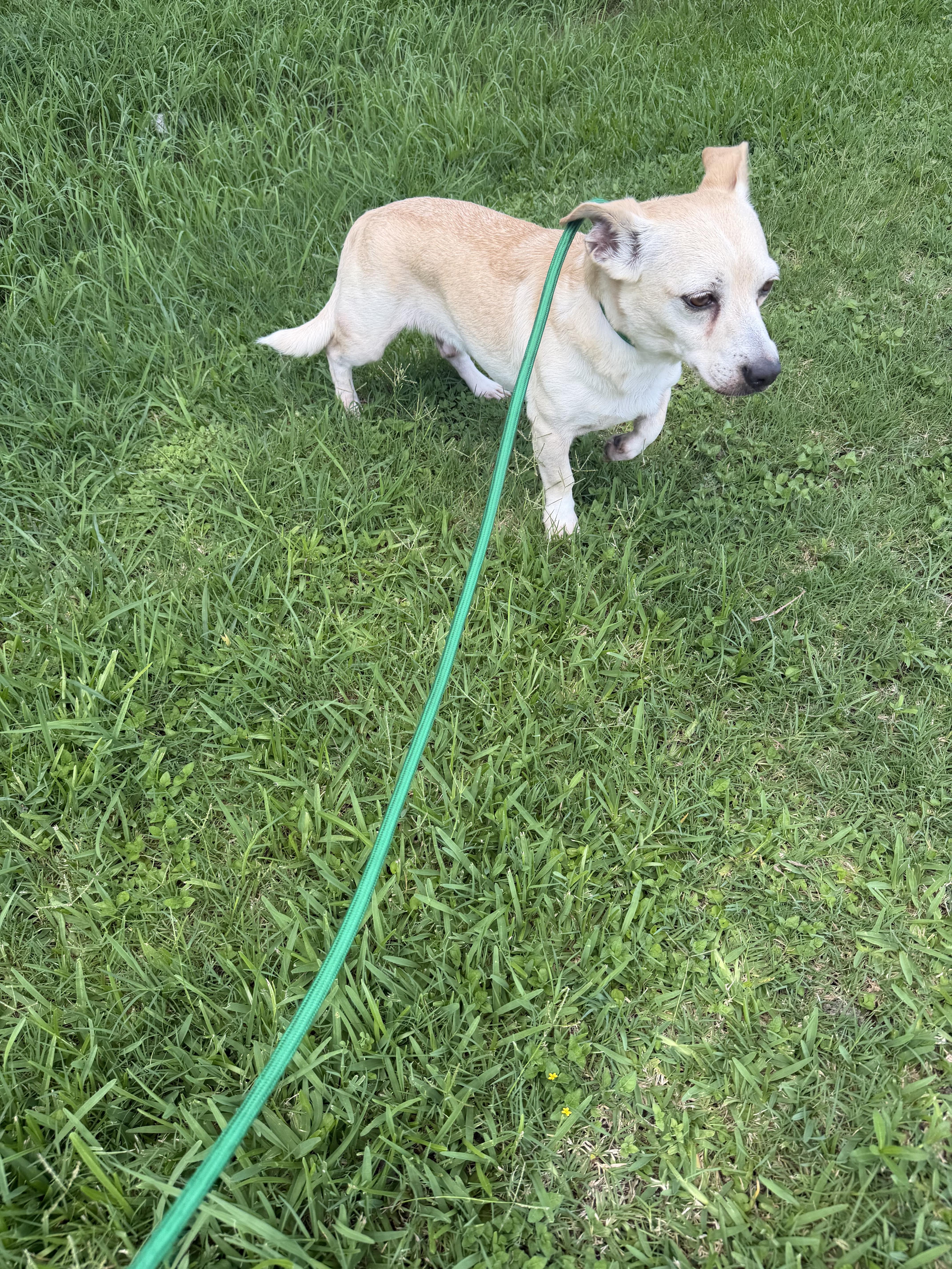 Otis, a ADOPTABLE mixed breed in Warwick, RI image 3/4